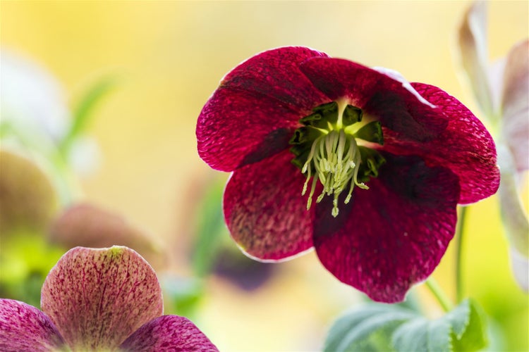 Helleborus x orientalis, rot, ca. 9x9 cm Topf