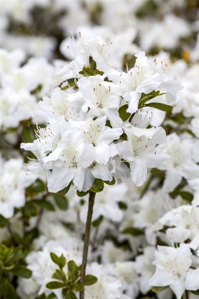 Rhododendron obt. 'Diamant Weiß', Rhododendron, weiß, 20–25 cm