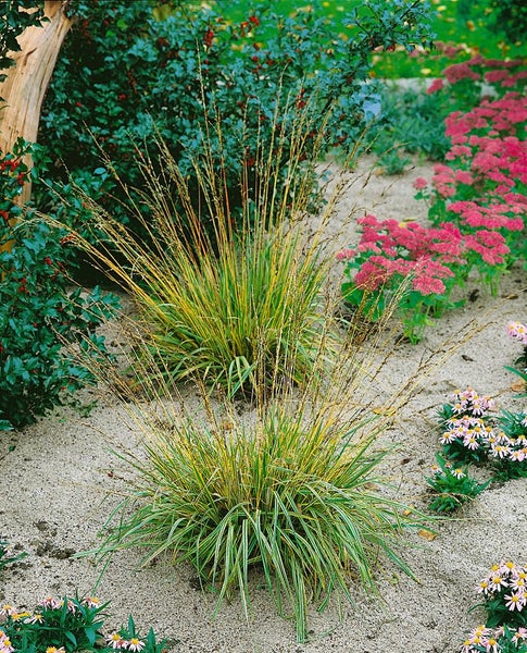 Zwei Horste Garten-Reitgras im Beet