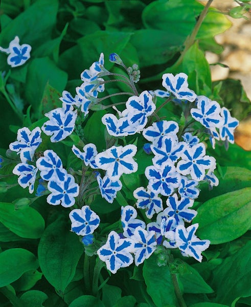 Blütenstand des Kriechenden Nabelnüsschens mit blauen Blüten