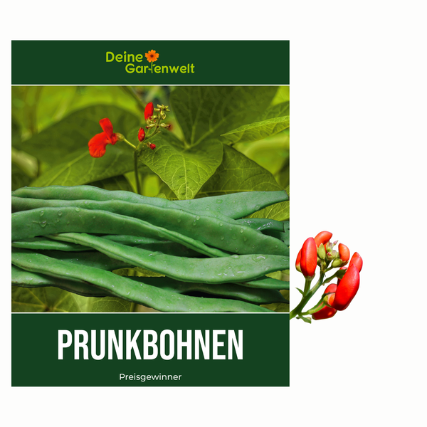 Prunkbohne Feuerbohne Preisgewinner Samen von Deine Gartenwelt