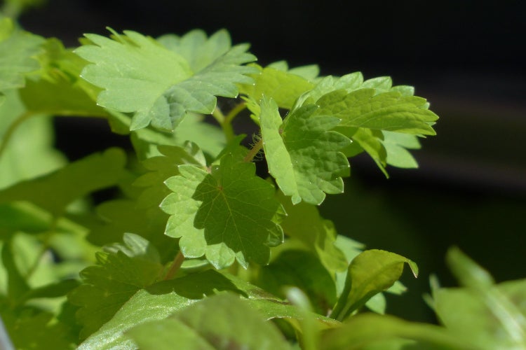 SAFLAX  - Anis - Pimpinella anisum - 200 Samen