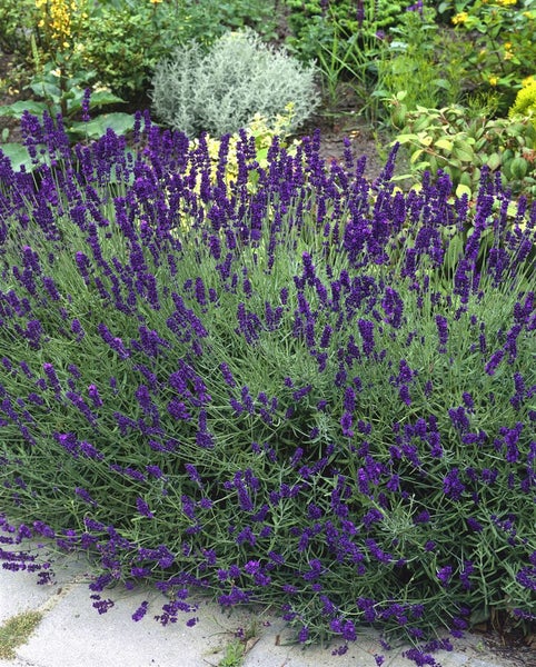 Lavandula angustifolia 'Siesta', Lavendel, violett, ca. 9x9 cm Topf