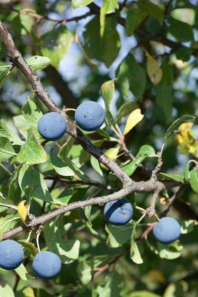 Prunus domestica 'Opal', Pflaume, süß, 150–200 cm