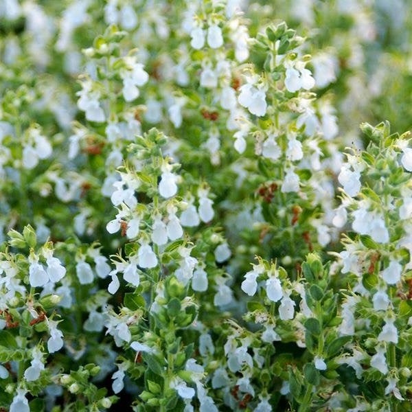 Nahaufnahme von Quendel mit weißen Blüten