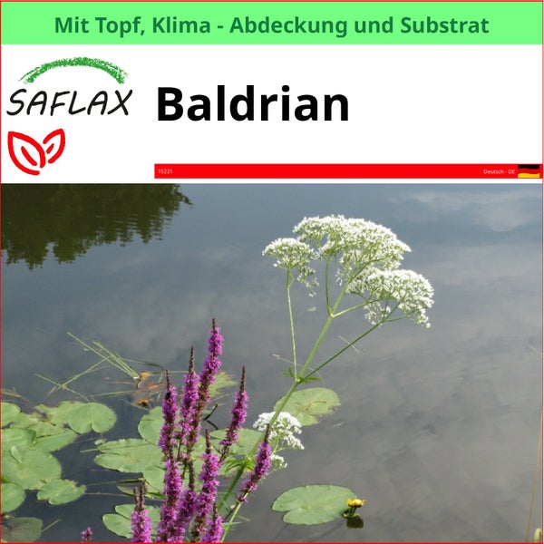 SAFLAX Garden to go - Baldrian - Valeriana officinalis - 200 Samen - Mit Topf, Klima - Deckel und Anzuchtsubstrat