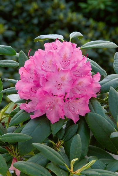 Blühender Rhododendron mit rosa Blüten