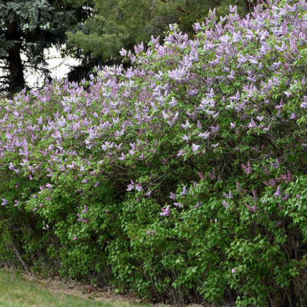 Blühende Hecke aus Flieder im Garten