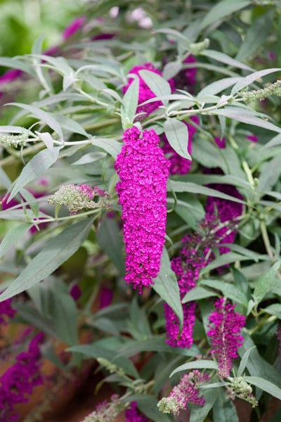 Buddleja davidii 'Cardinal', Schmetterlingsflieder, rot, 40–60 cm