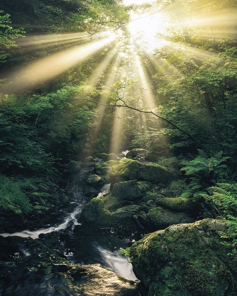 Sonnenstrahlen scheinen durch die Bäume auf einen Bach im Wald.
