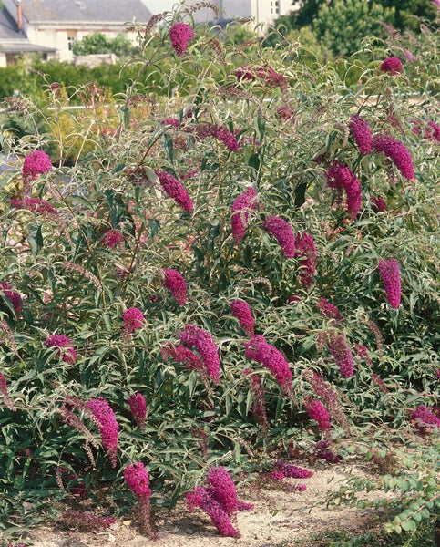 Buddleja davidii 'Nanho Purple', Schmetterlingsflieder, lila, 40–60 cm