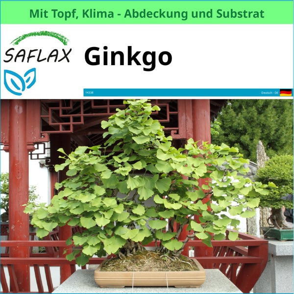 Ginkgo Bonsai im Topf mit Klimaabdeckung und Substrat