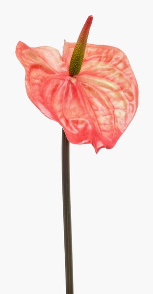 Nahaufnahme einer Anthurie-Blüte mit markantem Kolben und Hochblatt.