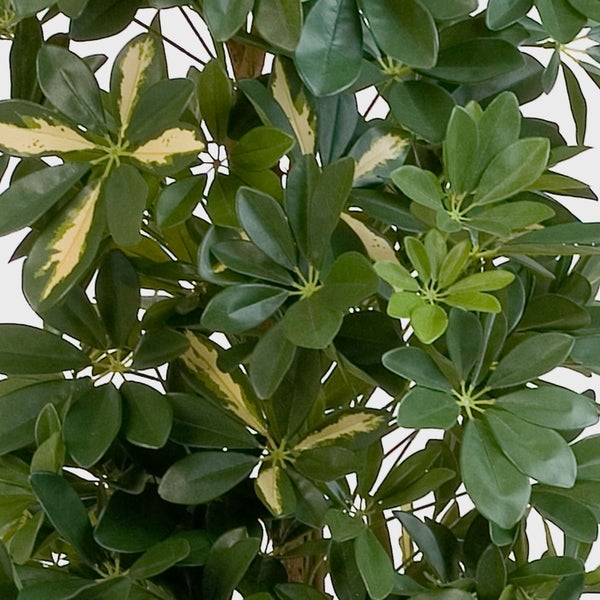 Detailansicht der Blätter einer Strahlenaralie Schefflera mit grüner und hellgelber Musterung.
