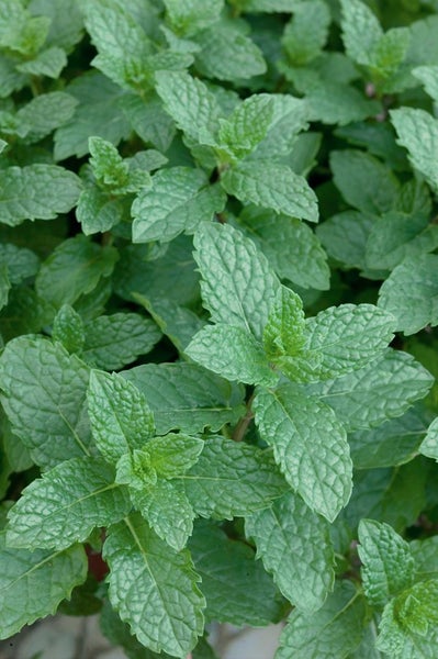 Nahaufnahme von Minze im Garten