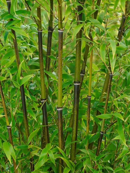 Phyllostachys aureosulcata 'Spectabilis', Bambus, gelb-grün, 100–150 cm