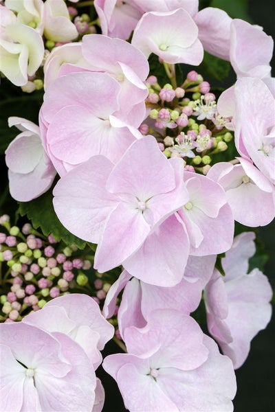 Nahaufnahme einer rosa Hortensienblüte