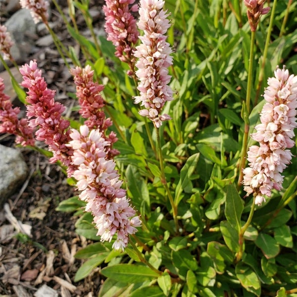Blühender Schnecken-Knöterich mit rosa und weißen Blütenähren und grünen Blättern.