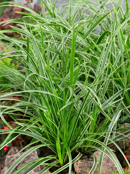 Carex foliosissima 'Irish Green', Ziergras, ca. 11x11 cm Topf