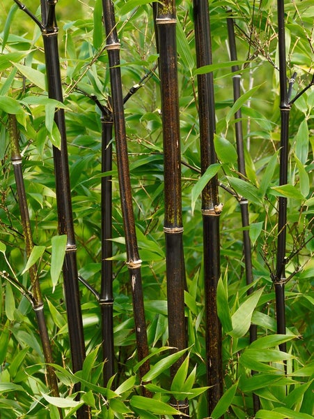 Phyllostachys nigra, Schwarzer Bambus, 80–100 cm