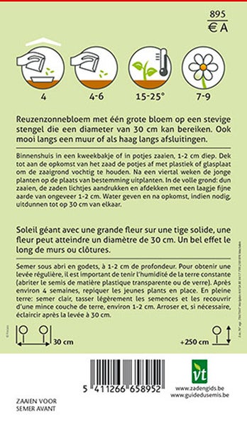 Informationen zur Aussaat von Riesensonnenblumen