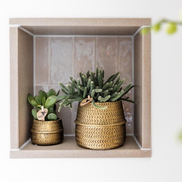 Kolibri Greens - Pflanzenset - mit 3 Rhipsalis-Mischungen - inkl. Keramik-Ziertöpfe - Topfgröße 9cm