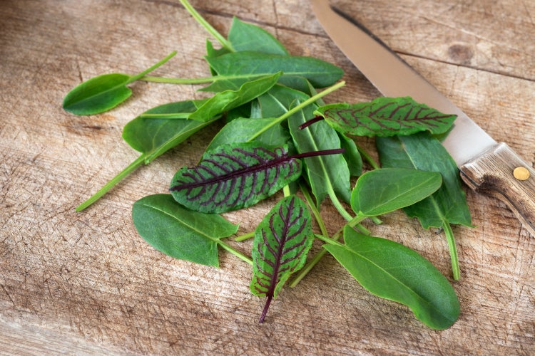 SAFLAX Garden to go - BIO - Sauerampfer - Rumex acetosa - 400 Samen - Mit Topf, Klima - Deckel und Anzuchtsubstrat