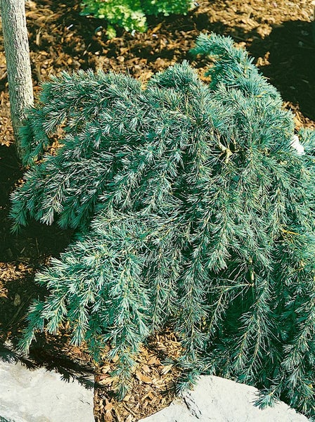 Zwerg-Hängezeder im Gartenbeet