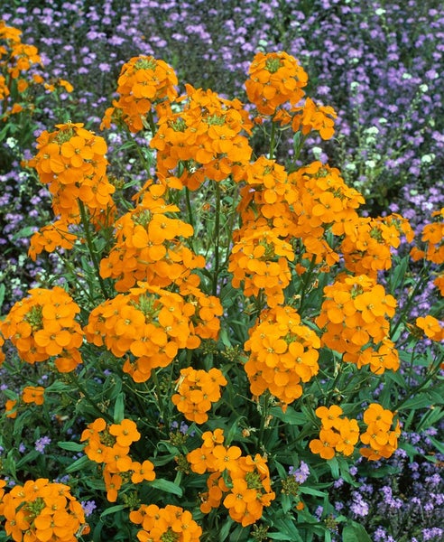 Aufnahme einer Goldlack Pflanze im Garten.