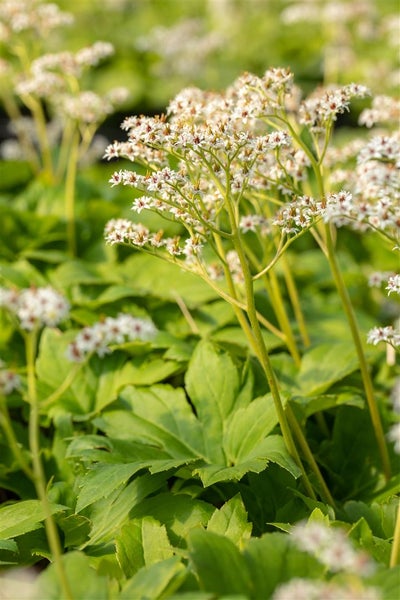 Blühende Waldsteinie im Detail.