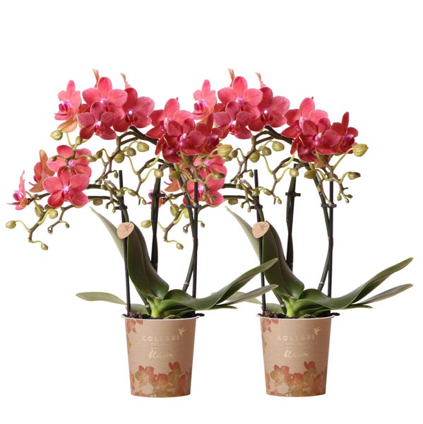 Kolibri Orchideen COMBI DEAL von 2 roten Phalaenopsis Orchideen Kongo Topfgröße 9cm frisch vom Züchter