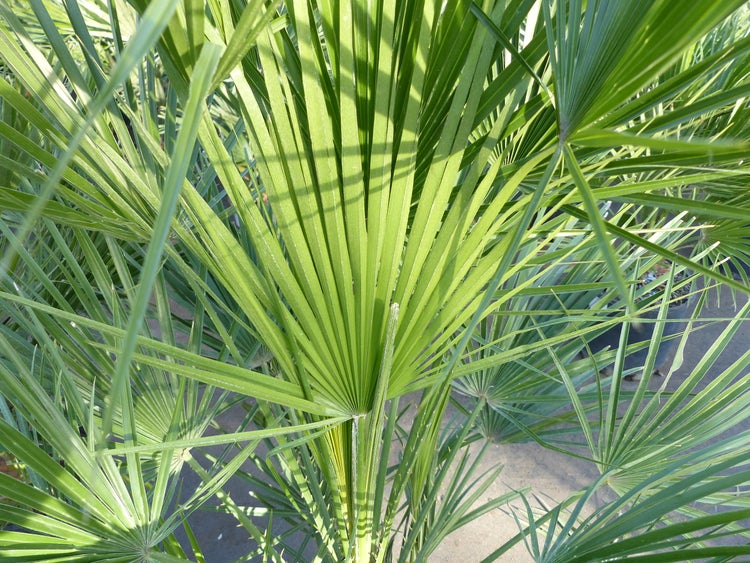 Palme120-130 cm Zwergpalme Chamaerops Humilis, winterhart bis -12°C