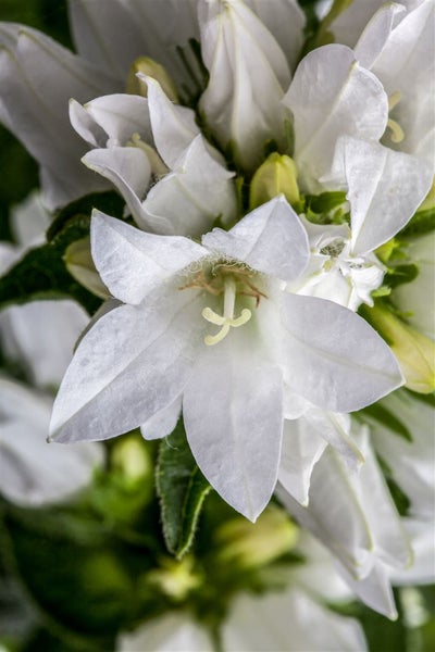Campanula glomerata 'Alba', weiße Glockenblume, ca. 9x9 cm Topf