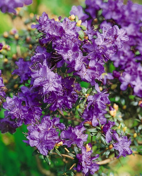 Rhododendron russatum 'Azurwolke', blauviolett, 15–20 cm