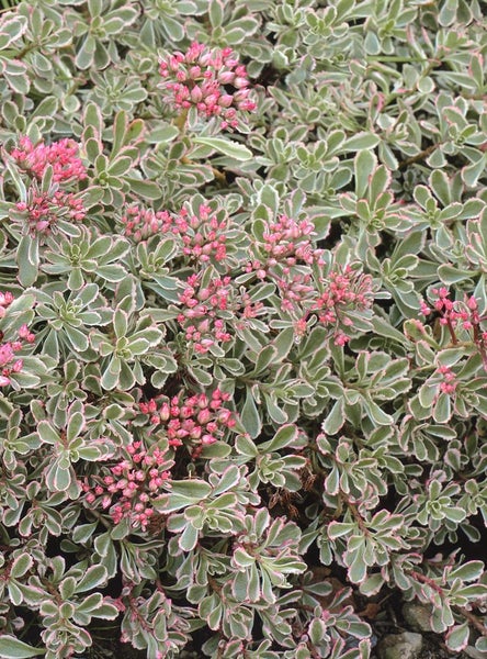 Nahaufnahme einer Fetthenne mit rosa Blüten und grünen Blättern