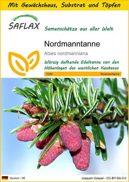 SAFLAX Anzucht Set - Nordmanntanne - Abies nordmanniana - 20 Samen - Mit Mini-Gewächshaus, Anzuchtsubstrat und 2 Töpfen