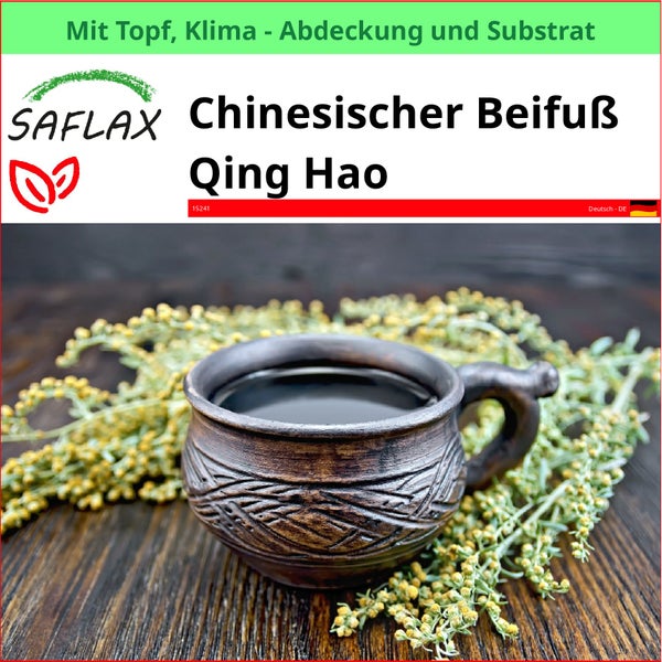 Chinesischer Beifuss Qing Hao im Topf mit Klimaabdeckung und Substrat