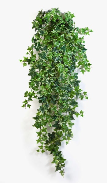 Künstlicher Efeu mit panaschierten Blättern für die Wanddekoration.