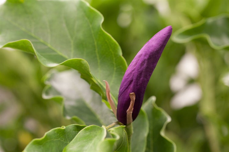 Magnolia liliiflora 'Susan', Purpur-Magnolie, purpurrosa, 40–60 cm