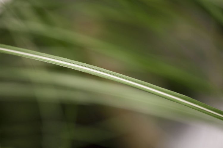 Miscanthus sinensis 'Malepartus', Chinaschilf, ca. 9x9 cm Topf