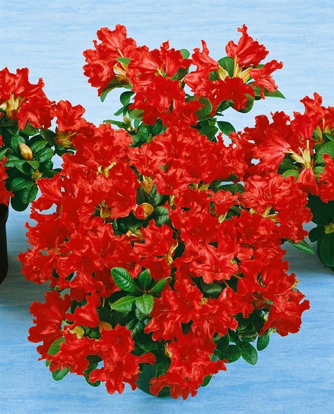 Rhododendron repens 'Scarlet Wonder', leuchtend rot, 15–20 cm