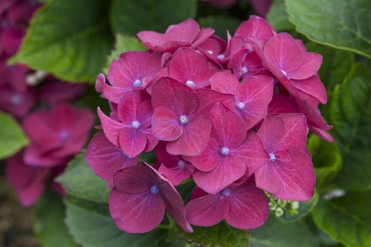 Hydrangea macrophylla 'Hot Red', Hortensie, leuchtend rot, 30–40 cm