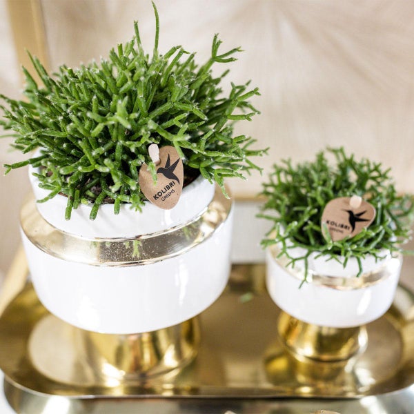 Kolibri Greens Rhipsalis Satz von 2 Pflanzen in Gold Le Chic dekorative Töpfe Keramik Topf Größe 9cm