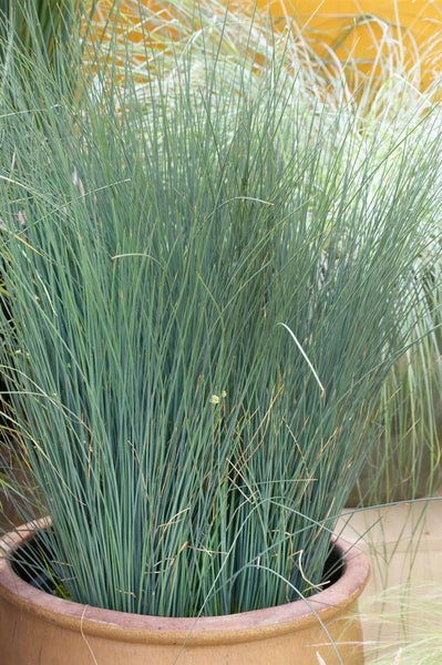 Juncus inflexus, Blaugrüner Binse, ca. 9x9 cm Topf