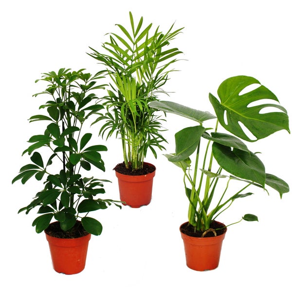 Zimmerpflanzen-Set Grünes Trio Set mit 3 verschiedenen Grünpflanzen Chamaedorea Monstera -Schefflera