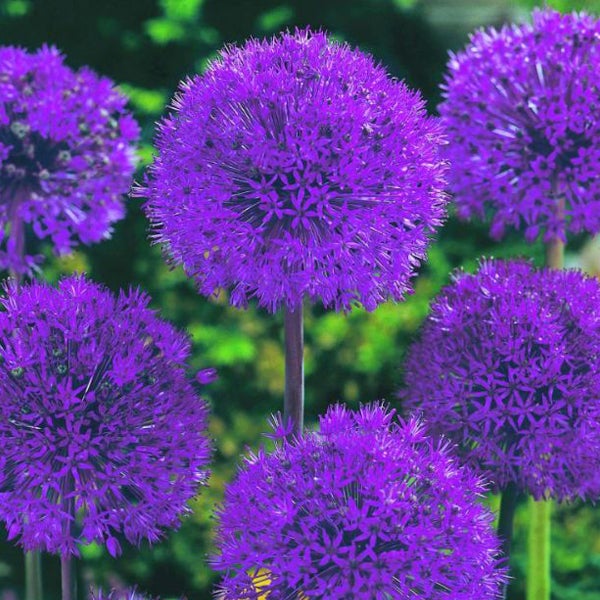 Mehrere Zierlauchblüten im Garten