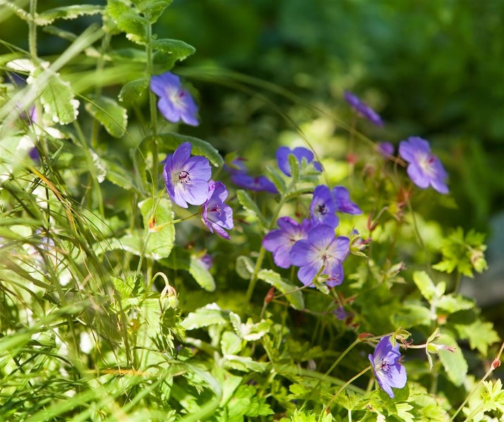 Geranium wallichianum 'Rozanne' -R-, Storchschnabel, blauviolett, ca. 11x11 cm Topf