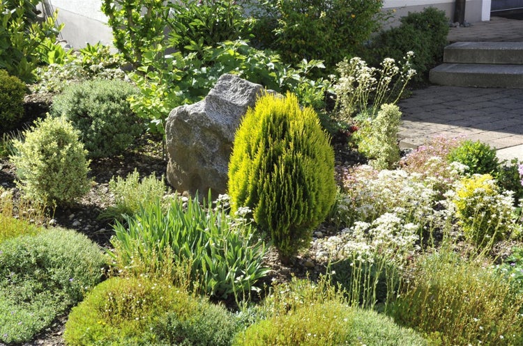 Thuja orientalis 'Aurea Nana', Lebensbaum, goldgelb, 40–50 cm