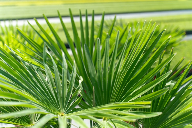 Nahaufnahme der fächerförmigen Blätter einer Hanfpalme.