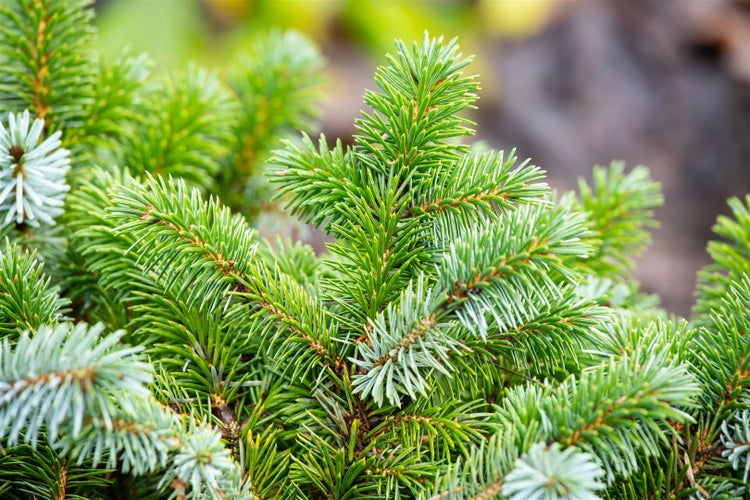 Picea sitchensis 'Silberzwerg', Sitka-Fichte, silbrig, 25–30 cm